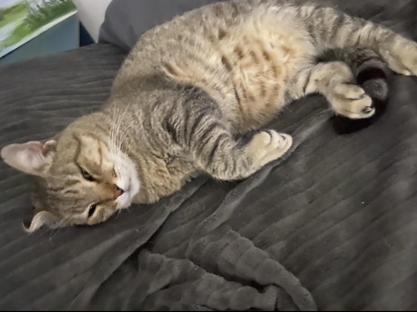Meu gato esticado