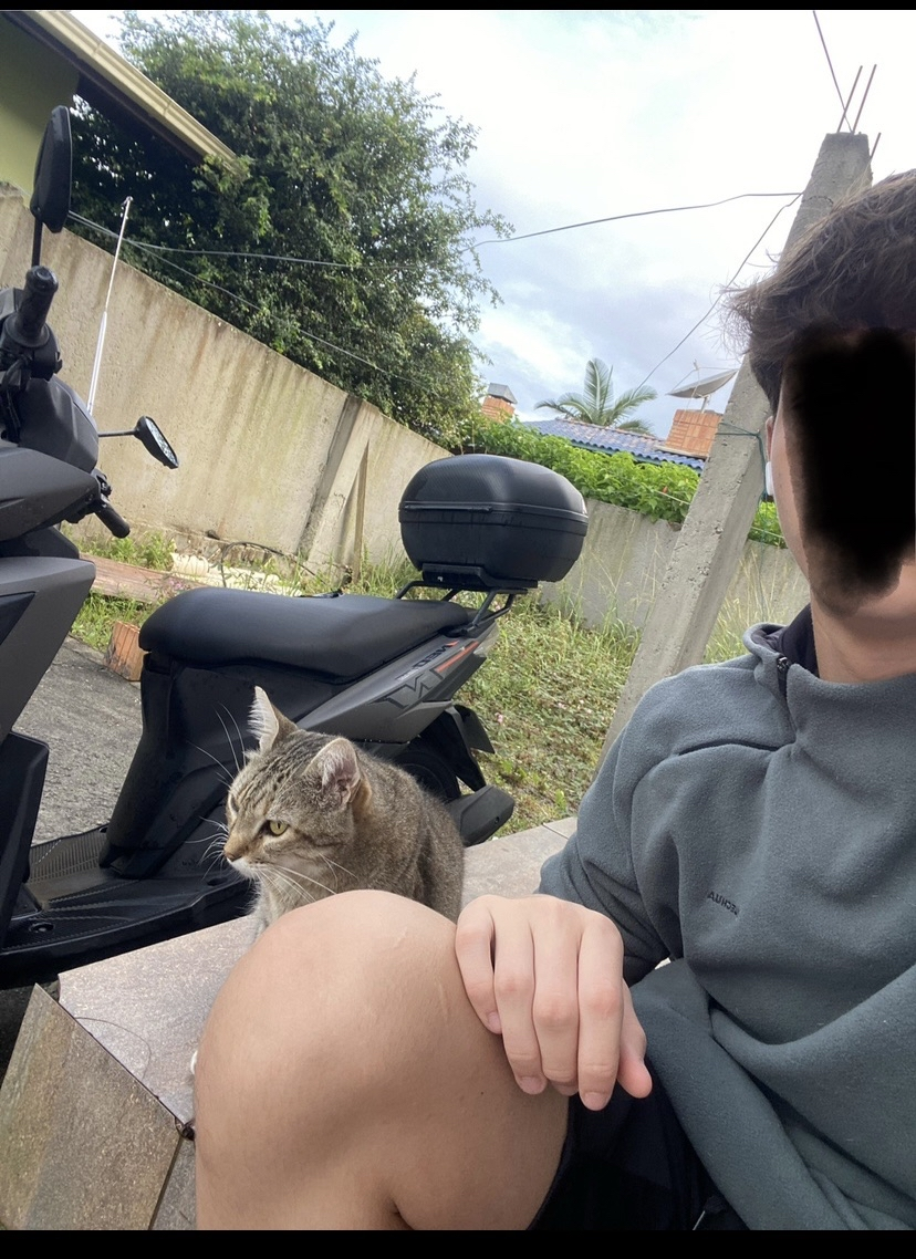 Meu gato na janela