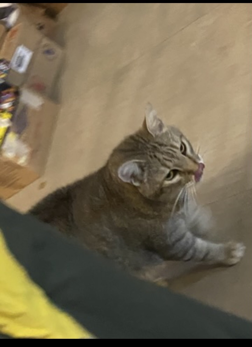 Meu gato brincando