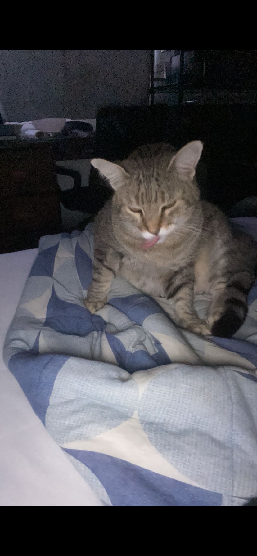 Meu gato comendo