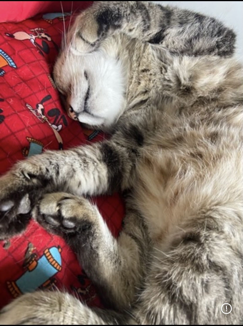 Meu gato dormindo