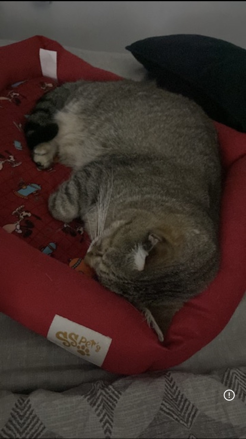 Meu gato dormindo