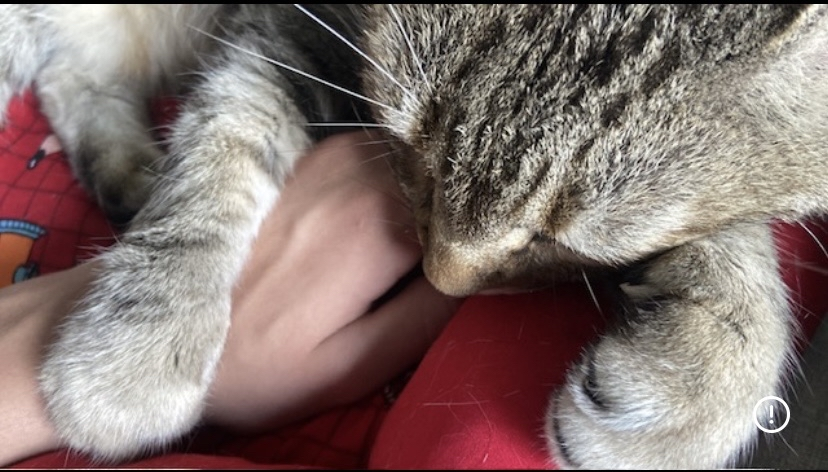 Meu gato dormindo