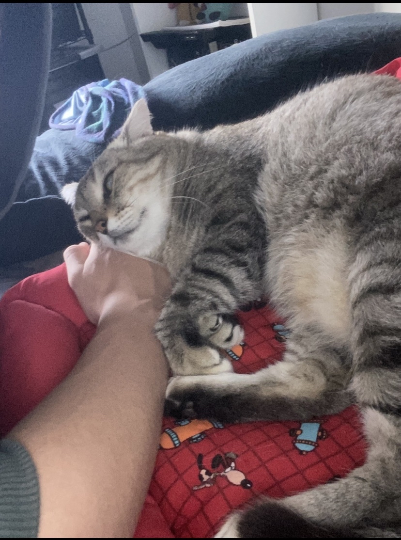 Meu gato dormindo