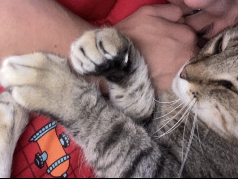 Meu gato dormindo